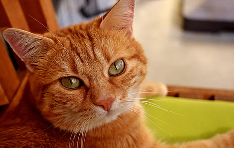 orange tabby cat in close-up photography thumbnail