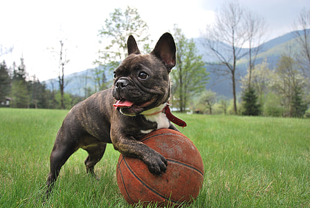 brown brindle and white Fresh bulldog puppy on red ball at daytime thumbnail