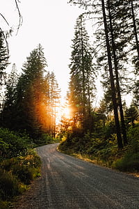 trees beside gray road thumbnail