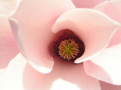white and pink magnolia flower in macro photography thumbnail