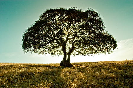 green leaf tree thumbnail