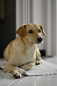 close-up photography of adult yellow Labrador retriever thumbnail