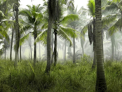 landscape photography of coconut trees thumbnail