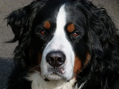 close-up photo of black and white dog thumbnail