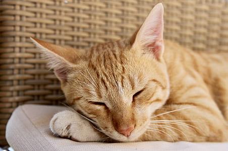 shallow focus photography of orange tabby cat thumbnail
