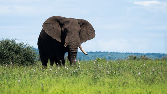 brown elephant standing on grass fields during daytime thumbnail