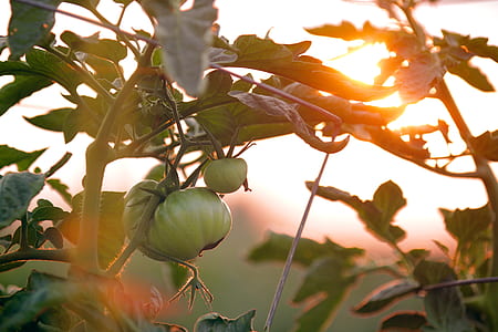 close up photo of green leafed tree thumbnail