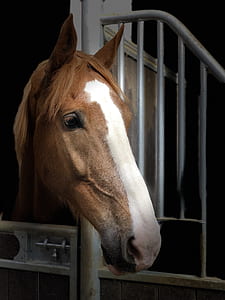 brown and white horse inside gray cage thumbnail