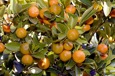 orange fruits closeup photo thumbnail