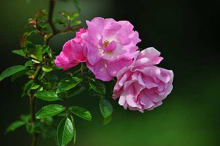 shallow focus of pink flowers thumbnail