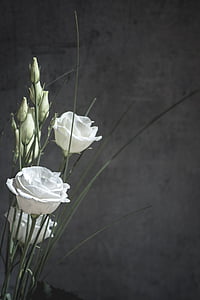photo of three white rose stems thumbnail