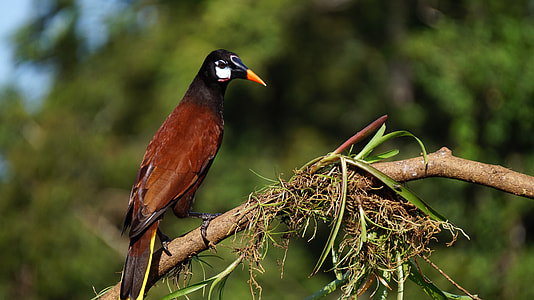 Montezuma oropendola - Psarocolius montezuma thumbnail