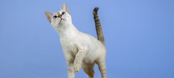 white and gray cat closeup photo thumbnail