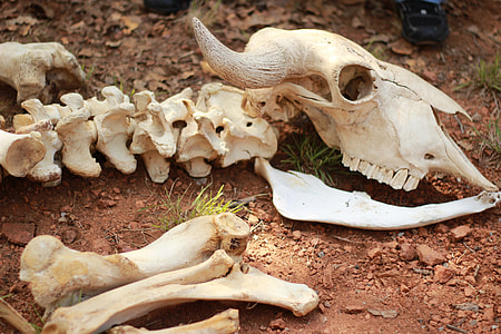 animal skeleton on ground thumbnail