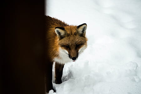 brown fox standing on white snow thumbnail