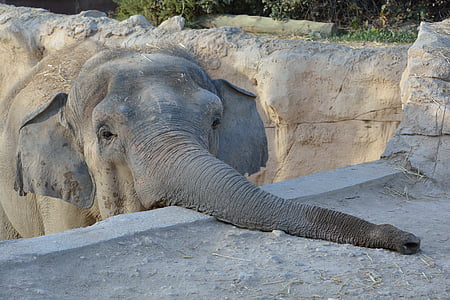 gray elephant thumbnail