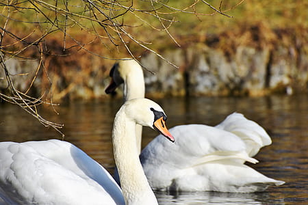 two white swans floating on water thumbnail
