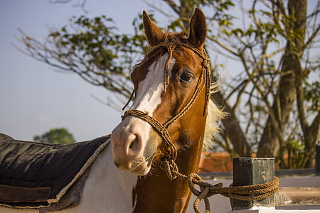 selective focus photography of brown and white horse tied on gray post thumbnail