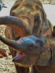 person feeding elephants thumbnail