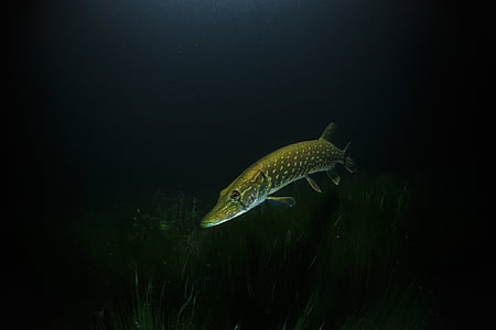 long brown and gray fish under water thumbnail