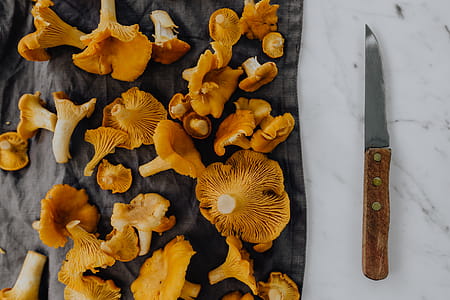 Picking mushrooms chantarelle in the woods thumbnail