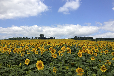 photography of sunflower field thumbnail