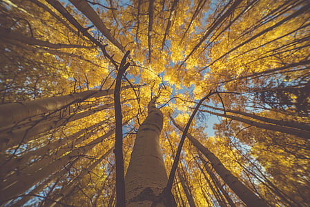 worm's-eye view of trees on forest thumbnail