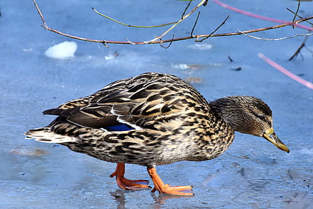 black and white duck walking near tree branch thumbnail