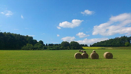 green leafed tree on grass field thumbnail