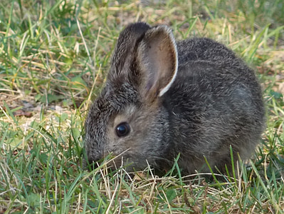 gray rabbit on green grass thumbnail