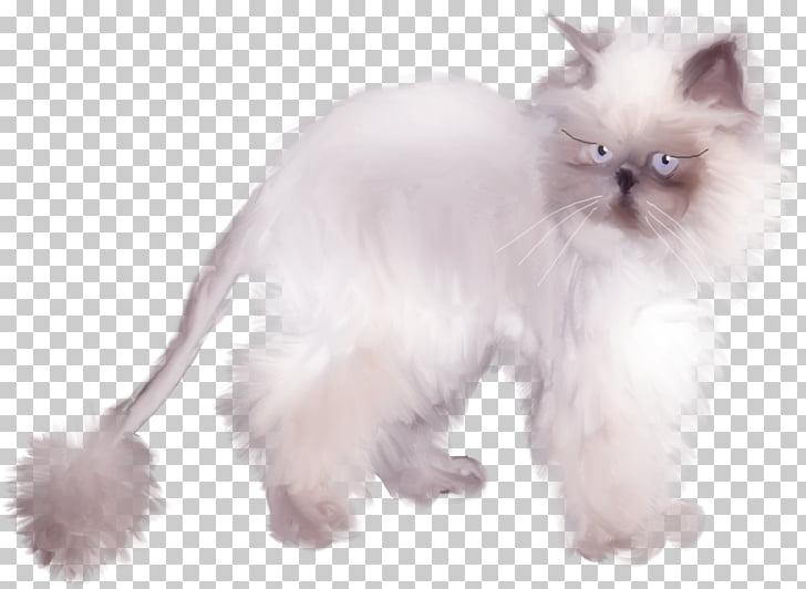 Persian Cat Birman Himalayan Cat Asian Semi Longhair Ragdoll