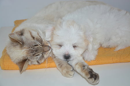 white puppy and white kitten thumbnail