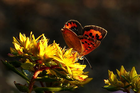 orange and black butterfly perched on yellow plant thumbnail