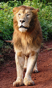 adult lion standing on brown soil during daytime thumbnail