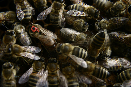 selective focus photography of honeybees and queen bee thumbnail