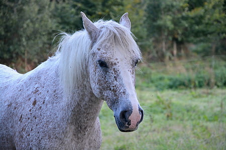 white horse thumbnail