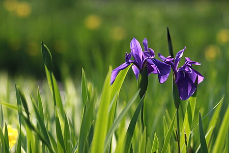 shallow focus photography of purple flowers thumbnail