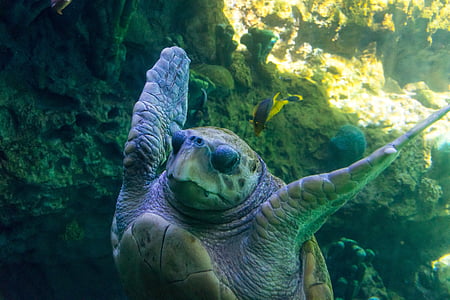 brown sea turtle thumbnail