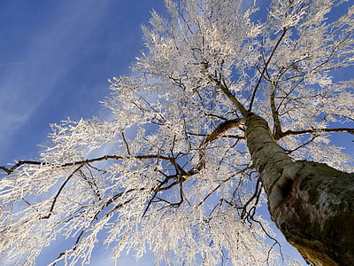 low-angle photography of white leaf tree thumbnail