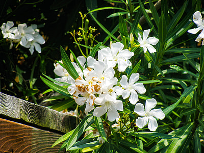 white flowers thumbnail
