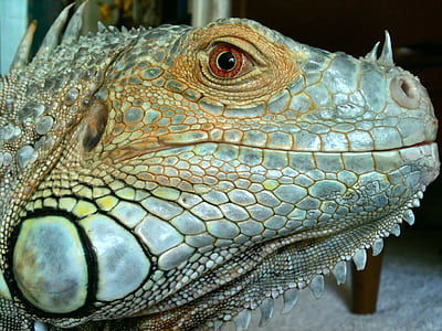 close-up photo gray and brown lizard thumbnail