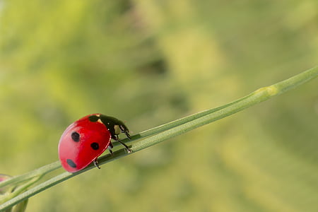 close-up photography of lady bug on green twig thumbnail