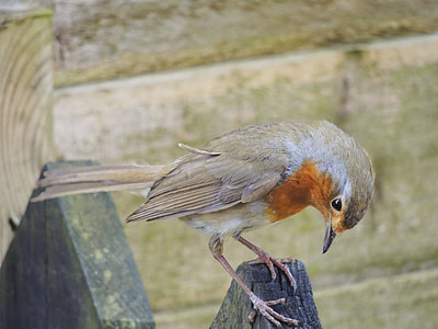 brown and orange Robin bird thumbnail