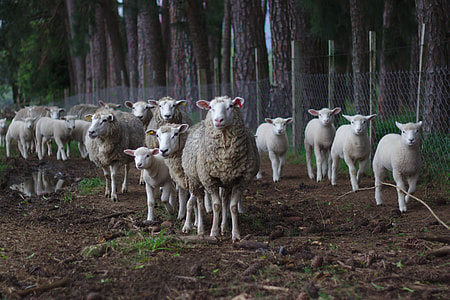 landscape photography of herd of sheep thumbnail