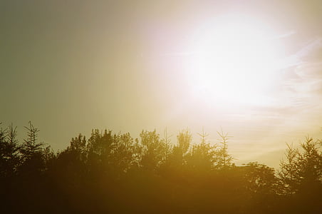 silhouette of trees during sunset thumbnail
