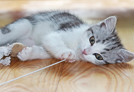 silver tabby kitten lying on wooden surface thumbnail