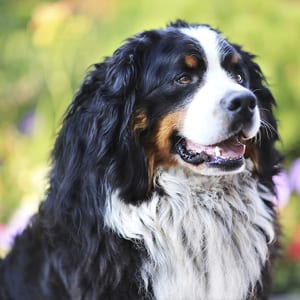 adult white and black Bernese mountain dog close-up photography thumbnail