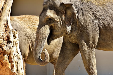 gray elephant standing near tree thumbnail