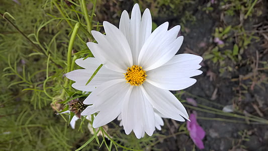 close-up photo of white cosmos flower in blom thumbnail