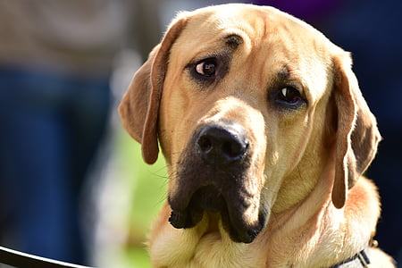 adult yellow Labrador retriever on selective focus photography thumbnail